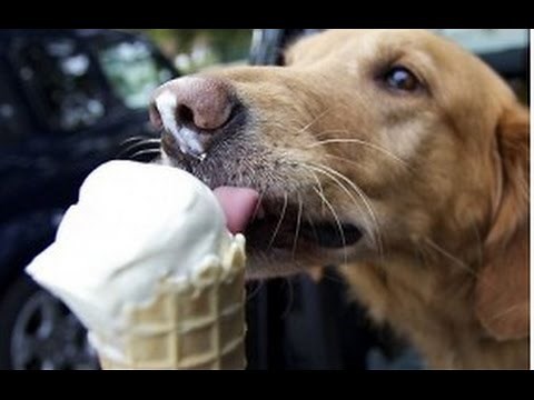 Dogs get Brain Freeze Compilation