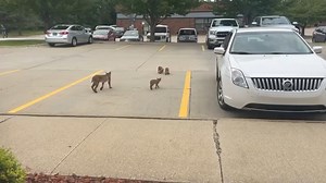 Jason Button of Des Moines shared this video with us of a bobcat and its kittens. Button recorded the bobcat family last month as they passed through the parking lot of AGR Roofing and Construction, where he's a sales manager. More: https://t.ly/qdyfv | KCCI