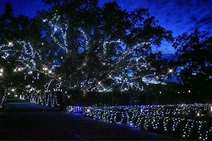 Celebration in the Oaks opens tonight! Get details on CelebrationInTheOaks.com! | New Orleans City Park