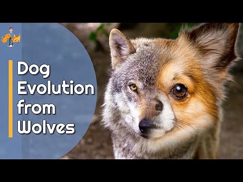The Evolution of Dogs from Wolves - how similar (+ different) are they?