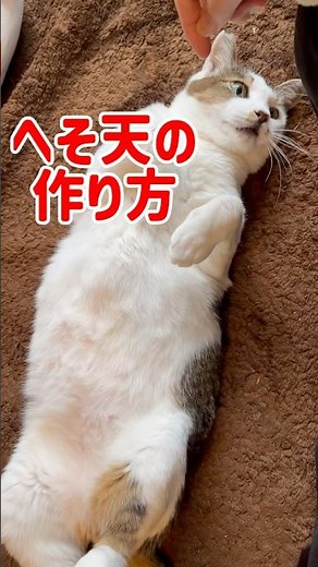 へそ天の作り方#cat #猫 #猫のいる暮らし