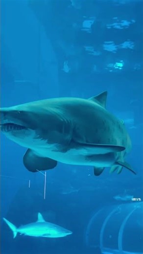 Singapore Oceanarium .. A must visit for its visual treat