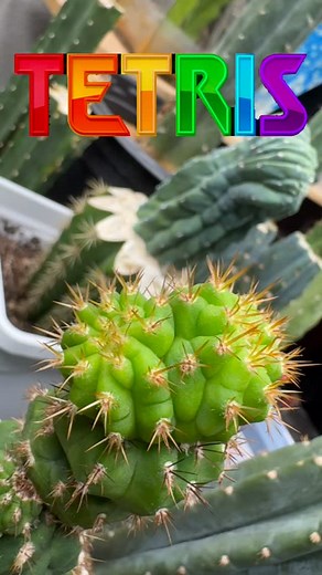 I was good at Tetris, but I’ve never seen this shape! #tetris #stacker #cactus #cactusjeff | Jeff Hanson