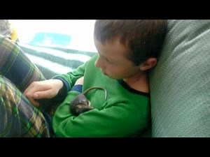 Family Blames Store For Pet Rat That May Have Killed Their 10-Year-Old Son