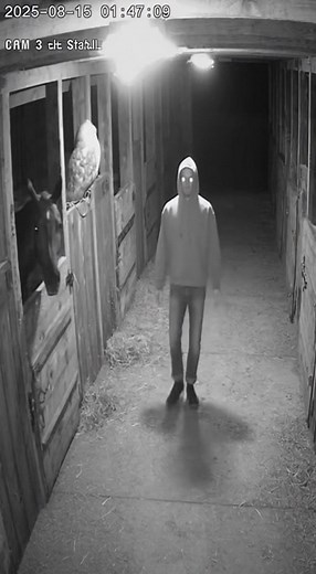 16K views · 33 reactions | Low-resolution security camera. Timestamp “2025-08-15 01:47:03.” A barn owl perches silently. A hooded man with glowing eyes steps between stalls. The horse whinnies sharply, pawing the ground. Lens flare pulses as camera shakes. | Celeb wave | Facebook