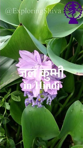 Water Hyacinth #WaterHyacinth #AquaticPlants #PondPlants #invasivespecies