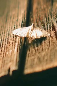 Gramsci’s Notebooks - Movie