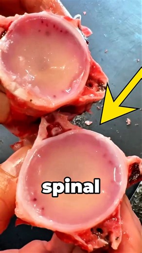 Why Is Tuna Spinal Marrow So Rare?
