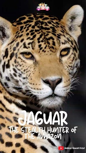 The Jaguar – The Stealth Hunter of the Amazon #funfacts #wildlife