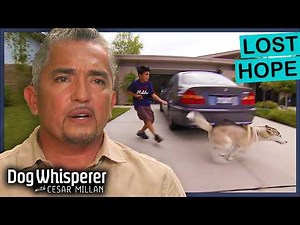 Young Owner Can’t Handle His Wild Husky! | Dog Whisperer With Cesar Millan
