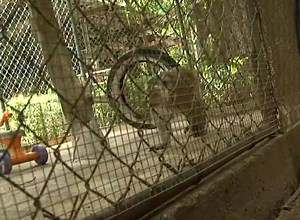 While it's considered a hidden treasure among the high-rise hotels and condos in Tumon, the Cushing Zoo for the past 40 years has continued to foster awareness and appreciation for animals on Guam. "It is a zoo," said Barbara Cushing. "It's a botanical garden and we do have marine life." | KUAM News