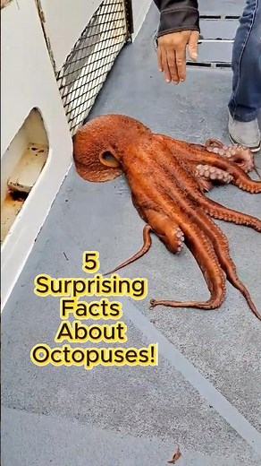 5 Facts You Didn't Know About Octopuses