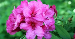 Azalea japónica, cuidados y consejos para su cultivo