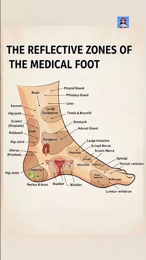 THE REFLEXIVE ZONES OF THE MEDICAL FOOT