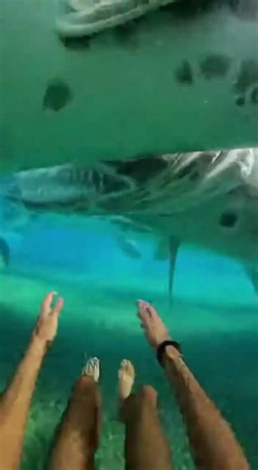 Waterslide into pool full of giant fish #funny #memes