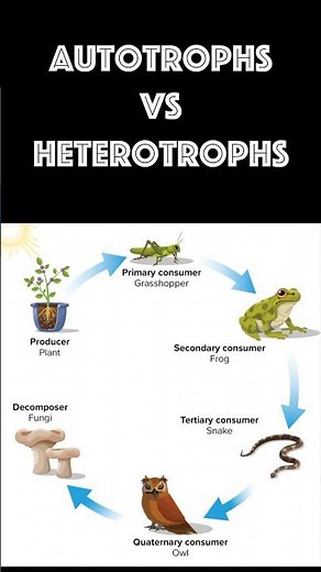 Autotrophs vs Heterotrophs: #science #organisms