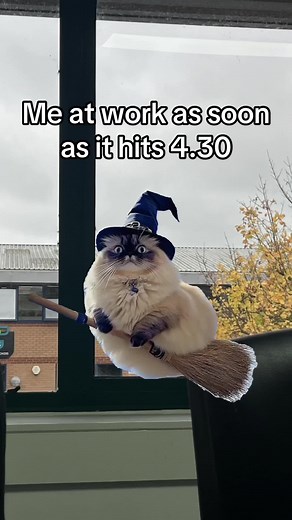 Tomorrow's Halloween Office Fun with Cats
