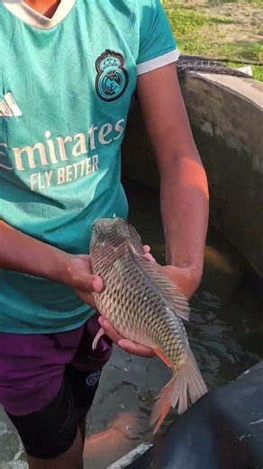 Vietnam Carp Fish Injection #shorts