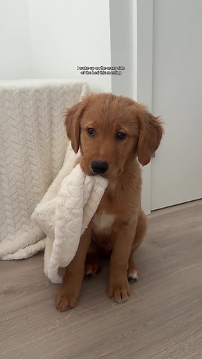 A Day in My Life: 12-Week-Old Golden Retriever Puppy