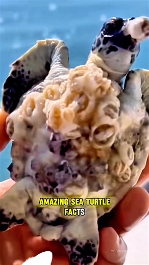 What’s Growing on This Baby Turtle? 🐢 #BabyTurtle #SeaTurtle #Barnacles #OceanFacts #MarineLife