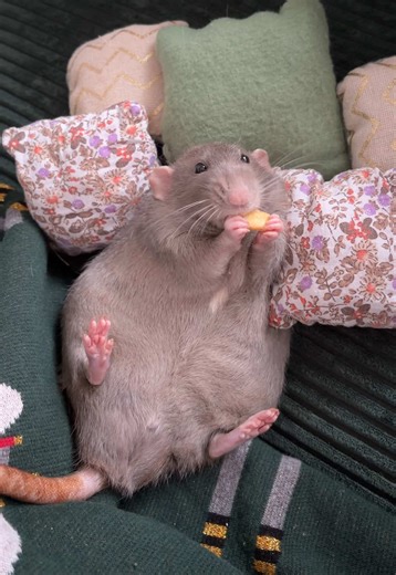 Angel Baby Chopstick: Snack vor dem Mittagsschlaf