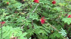 Calliandra californica or Baja fairy duster evergreen plant, red flowers close-up. Stock Video
