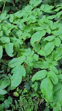 Angelica, a delicious plant, a confectionery miracle!