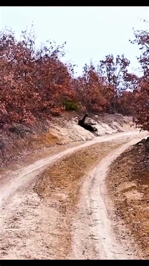 #hunting #wildlife Wild Boar Hunting Adventure | Close Range Action in the Deep Woods