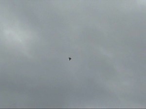 Polaris Seaplane Parkflyer