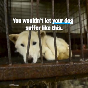 Do you want to help change the life of an animal who’s suffering? Your donation can make a big difference for animals in need. Become a reliable monthly donor now and your first monthly donation can be matched by a generous donor! Donating monthly is the best way to help animals in desperate need of rescue and protection ALL YEAR ROUND. ➡️ Match funds won't last long - please start your new monthly donation today. | Humane World for Animals