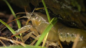 An American crayfish species is taking over Europe's waters