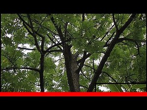 20 Invasive Trees 🛋️