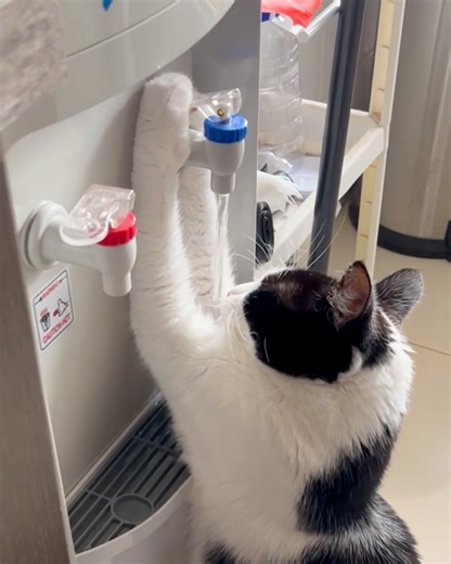18K views · 88 reactions | Cat helps itself drink from water dispenser  | MetDaan Cakes | Facebook