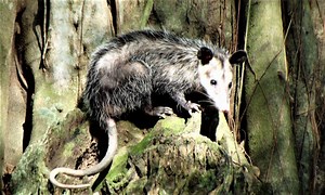 Tlacuache | Qué es, características, hábitat, alimentación, reproducción