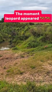 One leopard leap.one destiny change #reels #leopard #animals | Inot Counter Attack