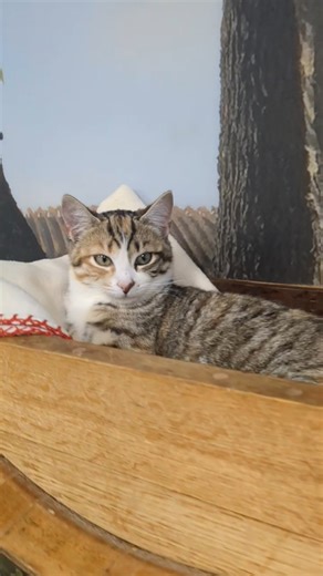 Guess who got adopted Friday? 2 fuzzy kittens