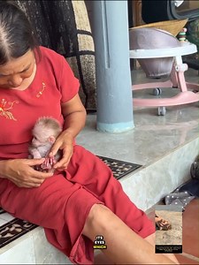 Poor infant monkey under new adoptive family care | Best Videos