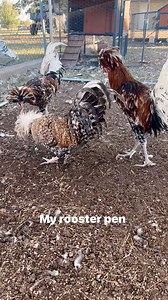 1K views · 40 reactions | This is my rooster pen. I love sitting on the pen because they are all so sweet. It’s my favorite pen! #roostercoop #rooster #chickens #poultry #chickenfarm #chickenmom #homestead #farm | Kara’s chicken coop | Facebook