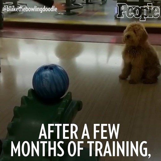 This adorable goldendoodle can bowl, and he has the strikes to prove it! 👏 http://peoplem.ag/gkexZ88 | People