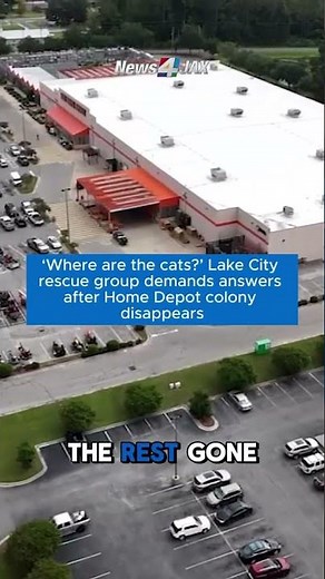 ‘Where are the cats?’ Lake City rescue group demands answers after Home Depot colony disappears