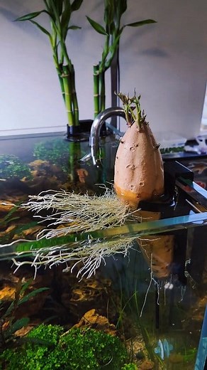 786K views · 10K reactions | Update on the bonsai tree aquarium! #fish #nature #satisfying #aquascape | Aquapros | Facebook