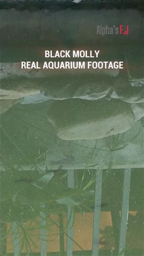 Black Molly Fish | Real Aquarium Footage (P2)