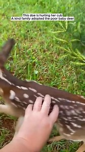 Poor baby deer #deer #babydeer #shorts #virals #animalshorts #sparrow #pet #babyanimals #bird | Agência Dudes