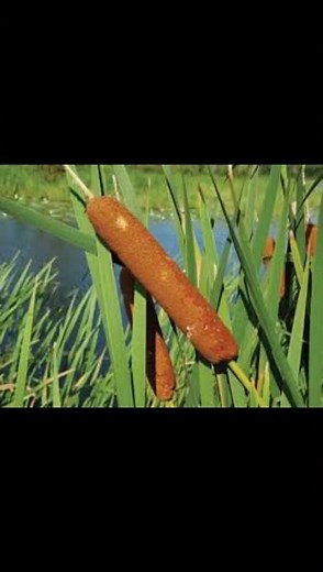 Do you know that Cattail Plant is a Nature’s Hidden Superfood You Can Eat? #facts #plants