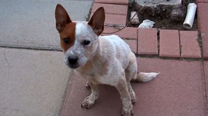 Noises From a Fart Machine Confuse Dog