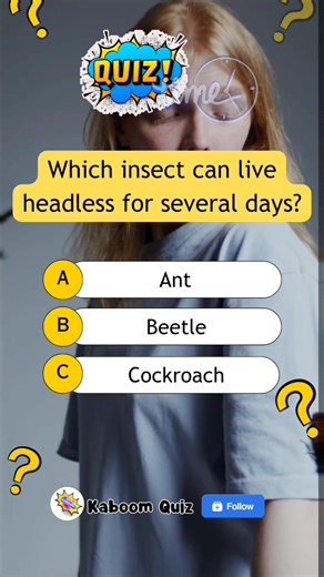 What insect is that? #quiz #quiztime #quizreels #popquiz #triviaquiz #generalknowledgequiz #braingame #educational #trivia #sciencequiz #sciencetrivia #biology #biologyquiz | Kaboom Quiz