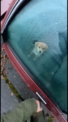 “Foggy Car Window Hides a Dying Puppy… What Happens Next Will Break You 💔🐶”