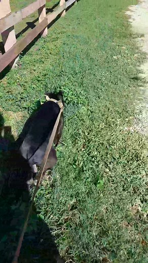 He loves to go exploring the ranch where Mamba lives 💚 ~He lived chained up all day long, waiting to become a fighting dog. This is his second chance in life ❣️~ #dogs #pitbull #dogslover #dogslife #pitbullsjustwanttobedogs | Kira the Pitbull and Mamba the stallion