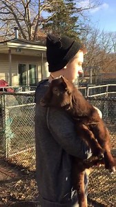 Long Island New York: Double D Ranch has baby goats for adoption! These two make a perfect pair. They are not siblings but they are best friends and need a forever home together. If your interested in adopting this cute little team please contact info@guardiansofrescue.org | Guardians of Rescue