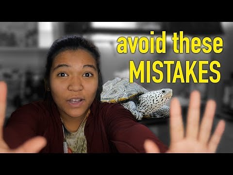 Common Turtle Care MISTAKES and how to avoid them! (before you buy a turtle watch this)